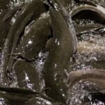 Aquakultur: Vorteile und Nachteile für nachhaltige Fischzucht