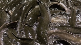 Aquakultur: Vorteile und Nachteile für nachhaltige Fischzucht