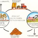 Biologische Schädlingsbekämpfung: Vorteile und Nachteile im Überblick