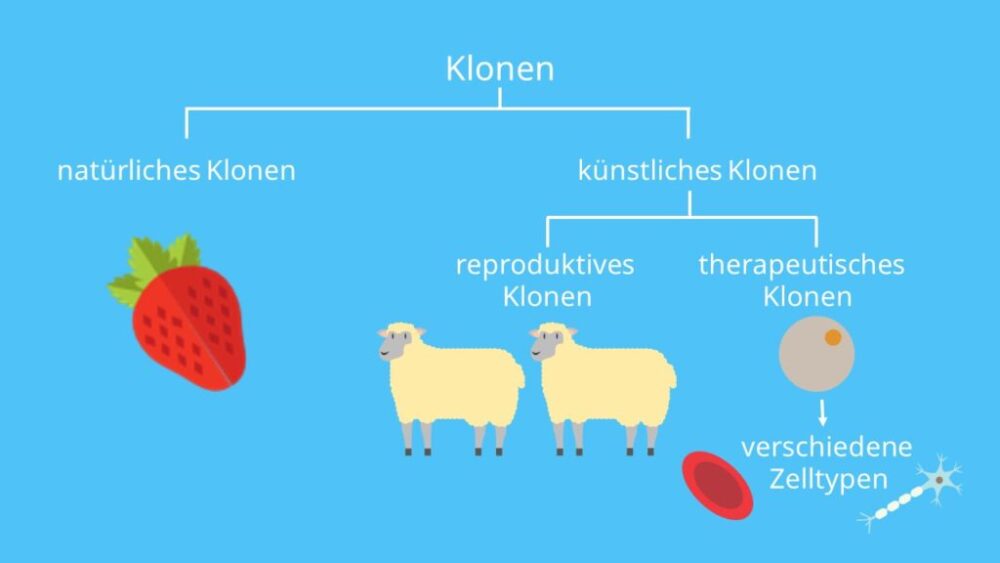 Die Vorteile und Nachteile des Klonens: Alles, was Sie wissen müssen 1 Die Vorteile und Nachteile des Klonens: Alles, was Sie wissen müssen