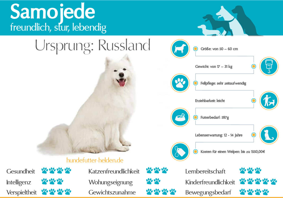 Die Vorteile und Nachteile eines Hundes: Was Sie wissen sollten
