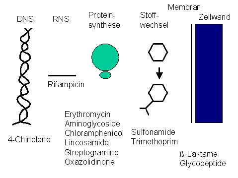 Die Vorteile und Nachteile von Antibiotika: Eine umfassende Analyse 3 Die Vorteile und Nachteile von Antibiotika: Eine umfassende Analyse