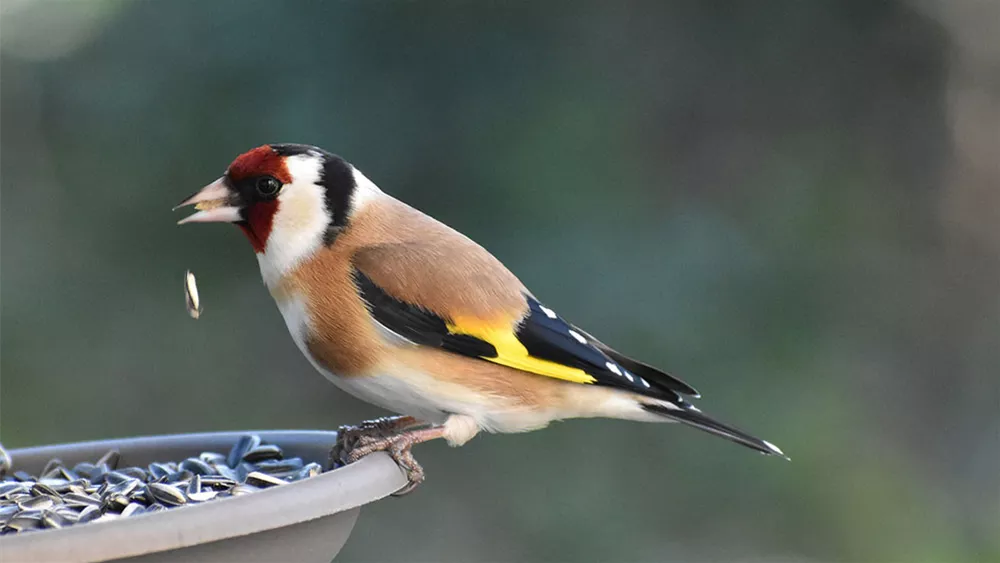 Vogelfütterung im Winter: Vorteile und Nachteile für Gartenliebhaber 2 Vogelfütterung im Winter: Vorteile und Nachteile für Gartenliebhaber